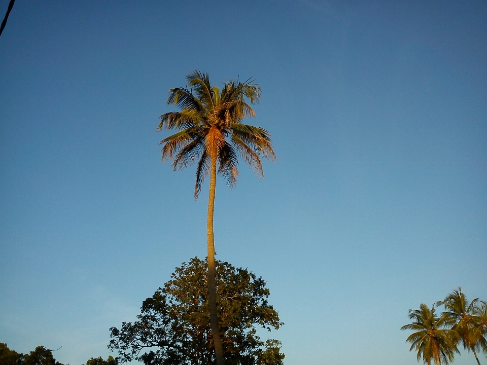 Tree nature plant sky