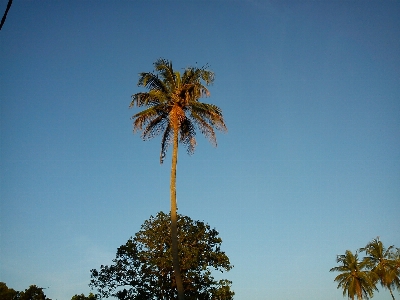 Tree nature plant sky Photo