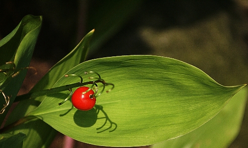 Nature grass plant photography Photo