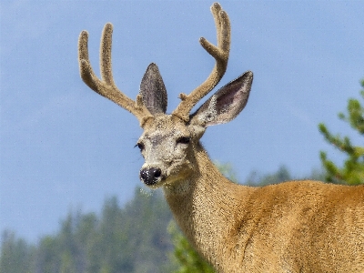 Nature forest mountain animal Photo