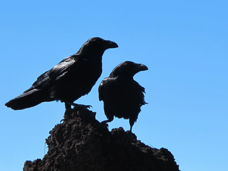 Silhouette bird wing beak