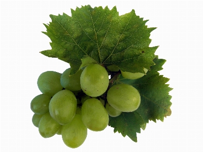 Plant grape wine fruit Photo