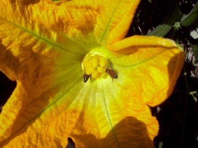 Outdoor growth plant stem Photo