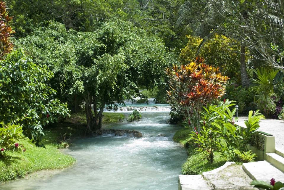 Tree water nature waterfall