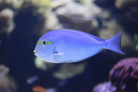 Foto água natureza animais selvagens embaixo da agua