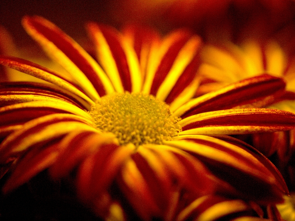 Pianta luce del sole foglia fiore