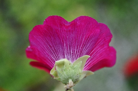 Natur blüte anlage blume Foto