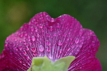 Nature blossom dew plant Photo