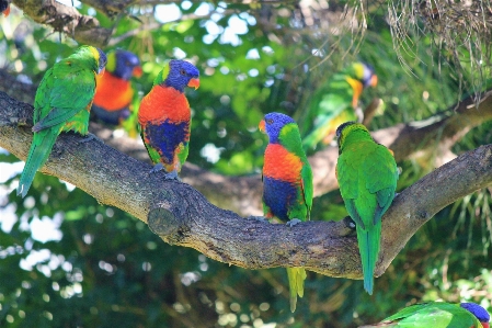 Nature branch bird group Photo