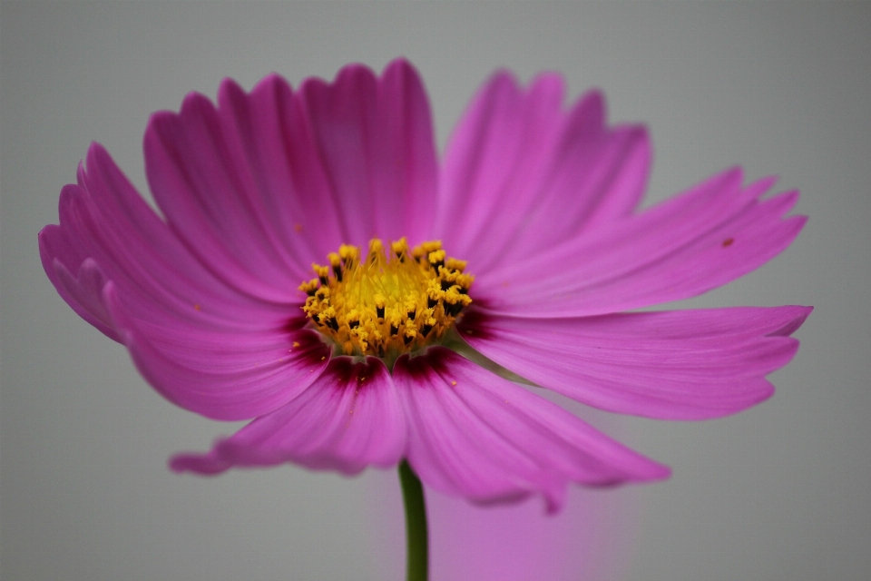 Blüte anlage kosmos
 blume