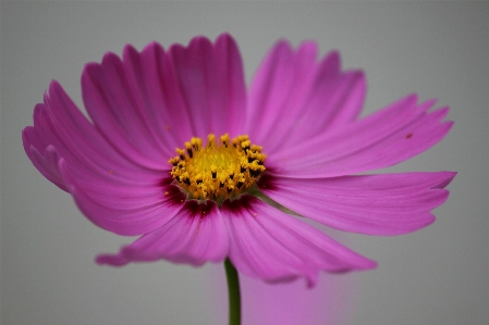 Blossom plant cosmos flower Photo