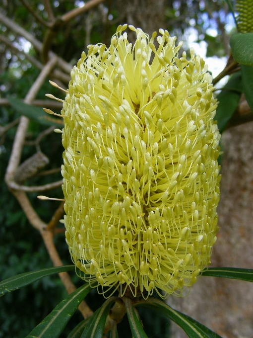 Baum anlage blume blühen