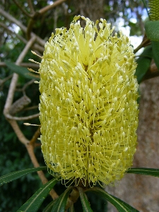 Foto árbol planta flor floración