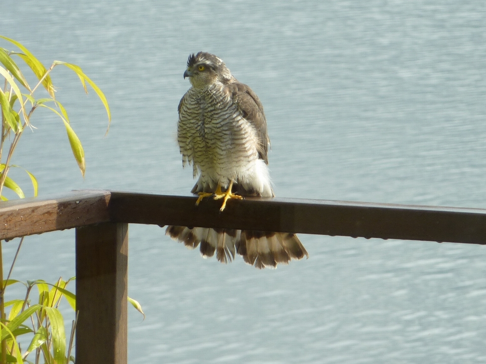 ブランチ 鳥 羽 野生動物