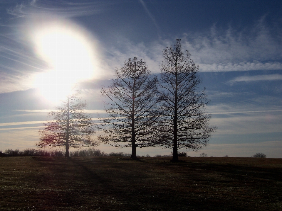 Paisaje árbol naturaleza bosque