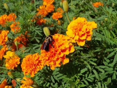 Nature outdoor blossom wing Photo