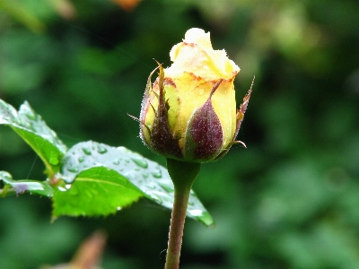 Nature blossom plant rain Photo