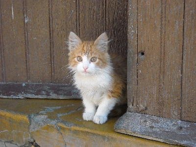 Photo Animal de compagnie chaton chat