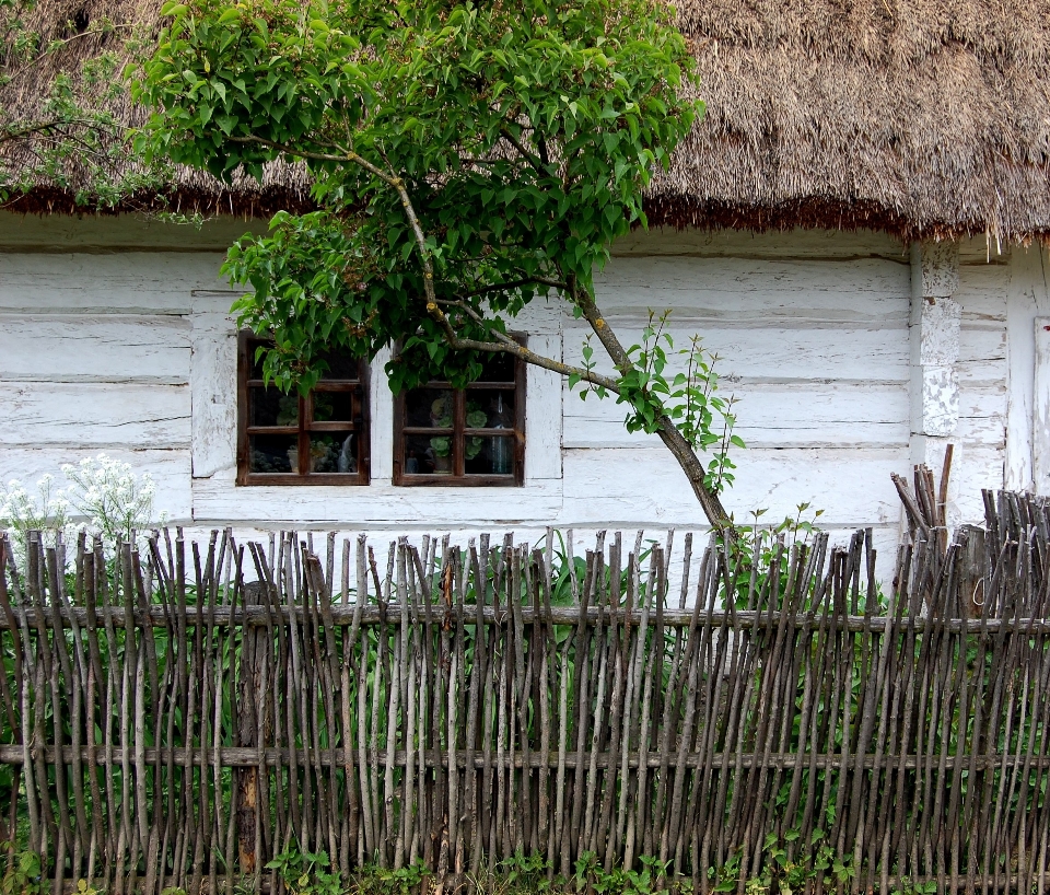 Tree grass fence plant