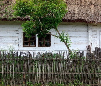 Tree grass fence plant Photo