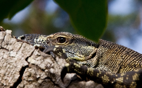 Tree nature branch wildlife Photo