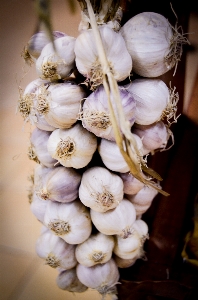 Foto Tanaman bunga makanan bawang putih