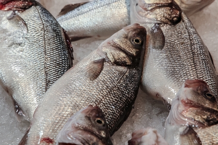 Foto Makanan laut ikan fauna makan