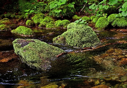 木 水 自然 森 写真