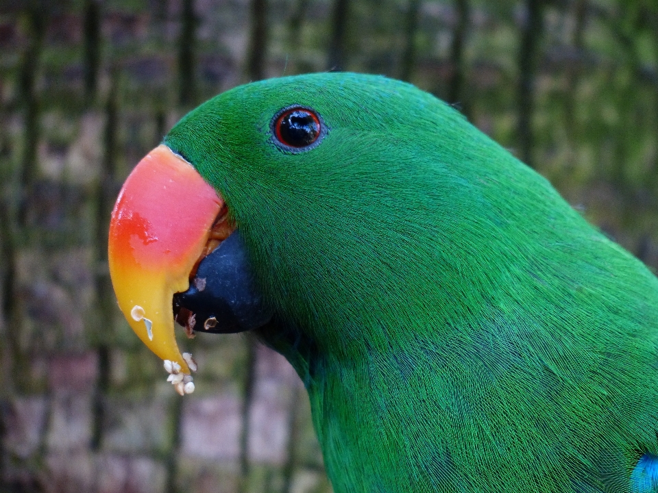 Vogel tierwelt essen grün