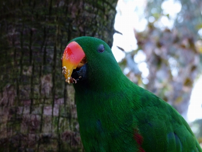 Bird wildlife food green Photo