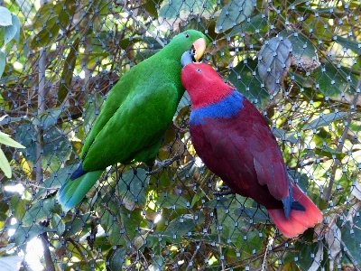 Bird flower female love Photo