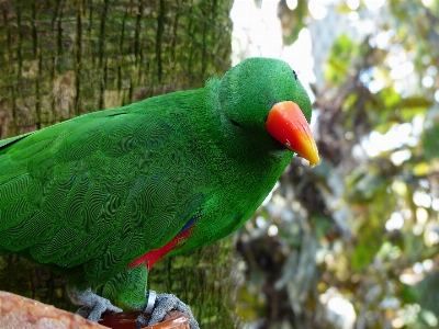 自然 鳥 野生動物 緑 写真