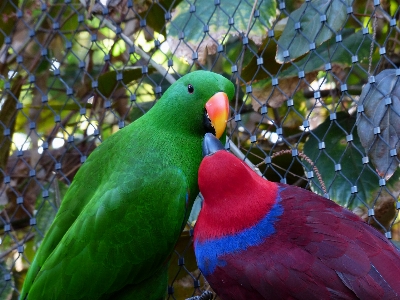 Bird female wildlife love Photo