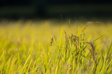 Nature grass plant field Photo