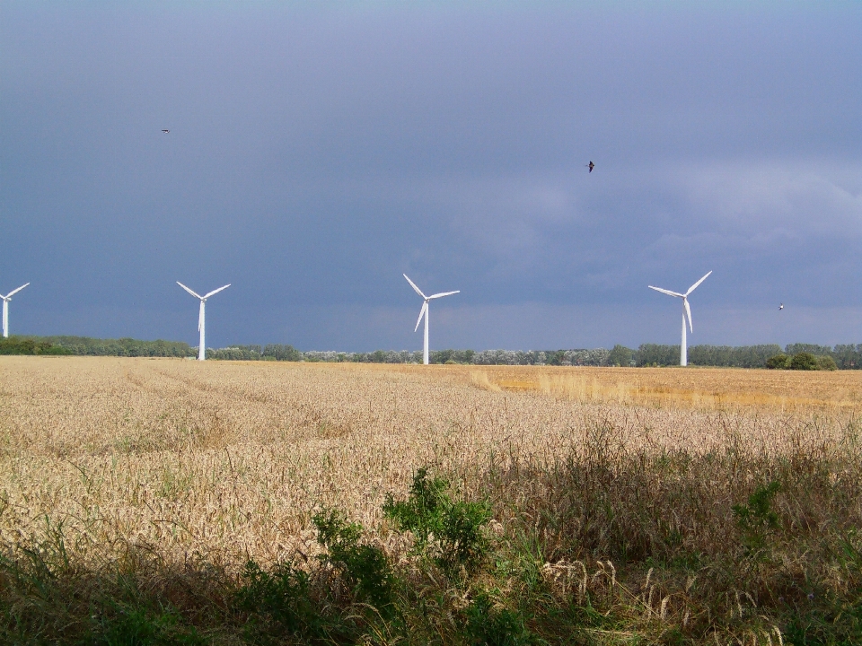 Côte champ prairie
 moulin à vent