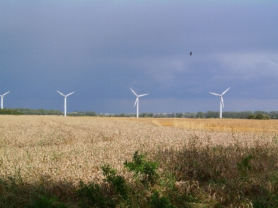 Foto Pesisir bidang padang rumput
 kincir angin