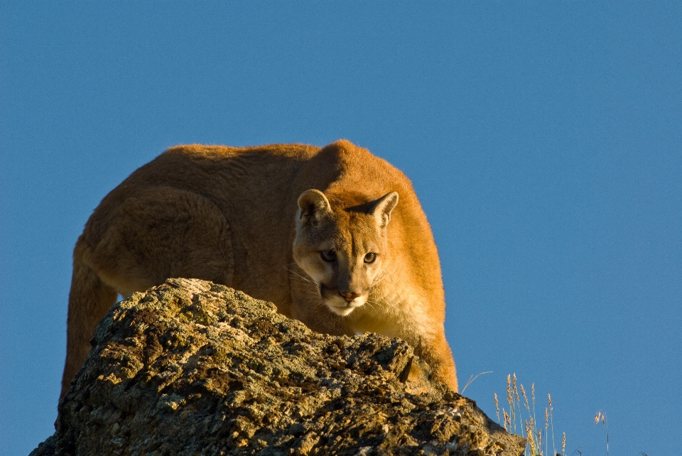 Rock 野生動物 猫 ネコ科の