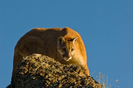 Rock wildlife cat feline Photo