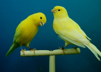 Photo Oiseau aile le bec jaune