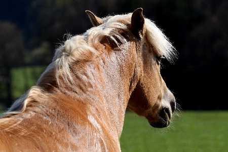 Zdjęcie Natura trawa łąka
 słodki