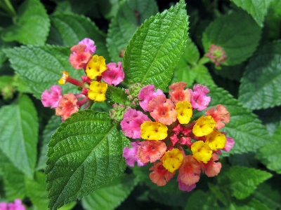 Plant flower purple red Photo