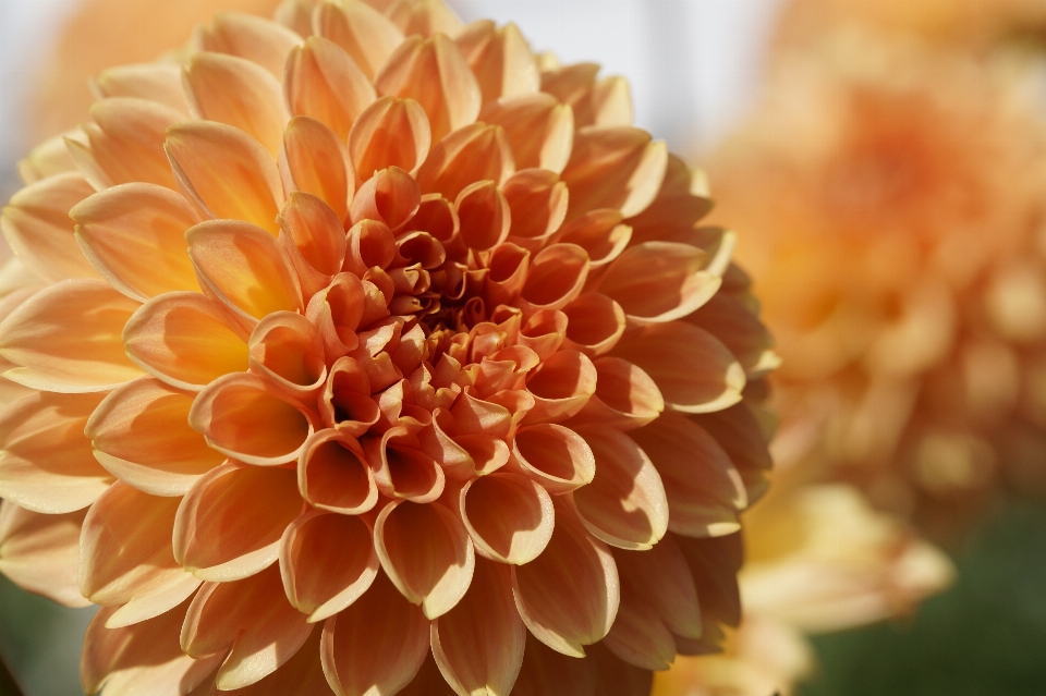 花 植物 花弁 咲く