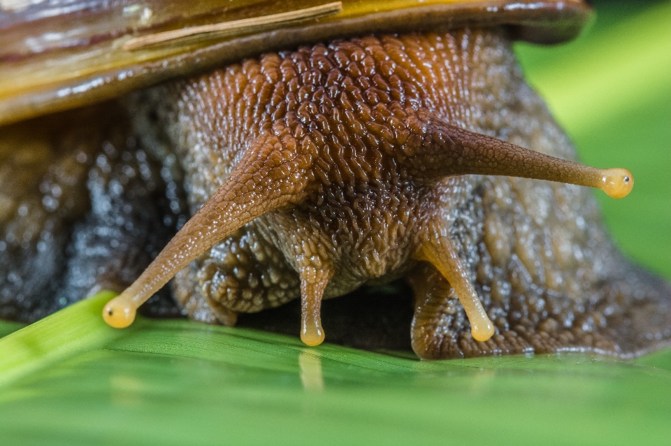 Yaban hayatı fauna omurgasız kapatmak
