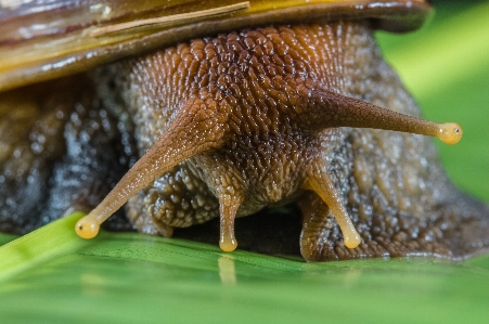 Foto Animali selvatici fauna invertebrato avvicinamento
