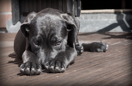 Foto Anak anjing satwa imut-imut