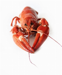 Food red seafood invertebrate Photo