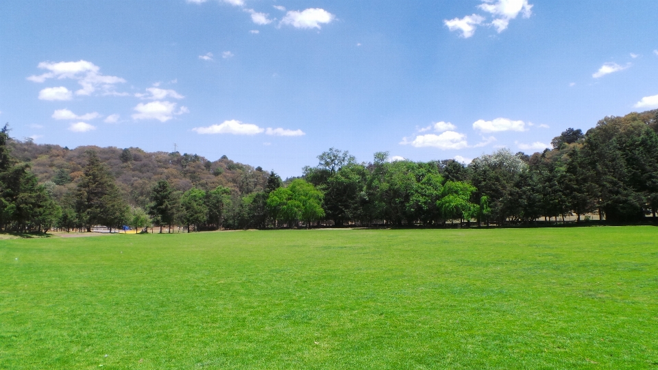 Landschaft natur gras struktur