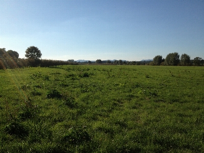 Landscape tree nature grass Photo