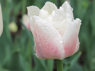 Nature blossom plant white Photo