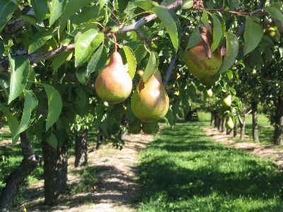 Tree branch plant fruit Photo